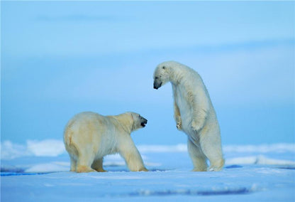 Polar Bear Winter Photography Backdrops