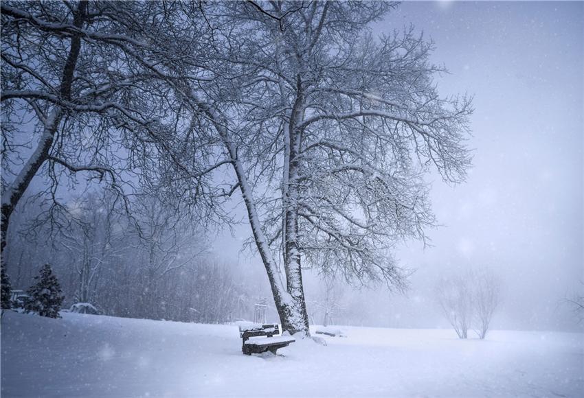 Snow Cover Tree Fog Winter Backdrops
