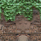 Old Brick Wall with Creeper Photography Backdrops
