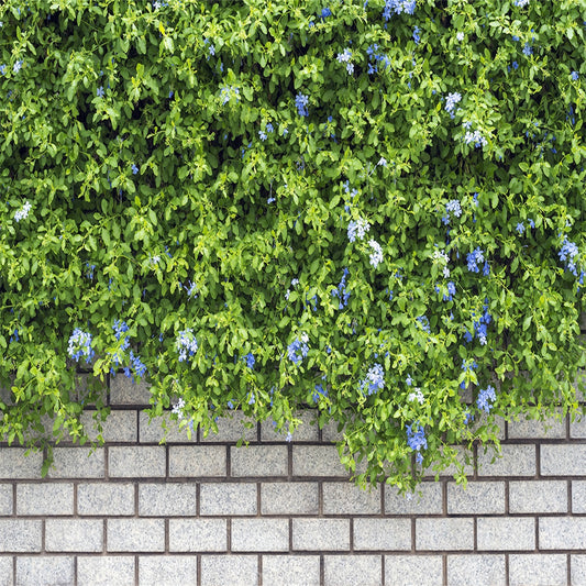 Spring White Brick Green Tree Wall Photography Backgrounds