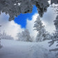 Snow Tree Backdrop For Photography Winter Background