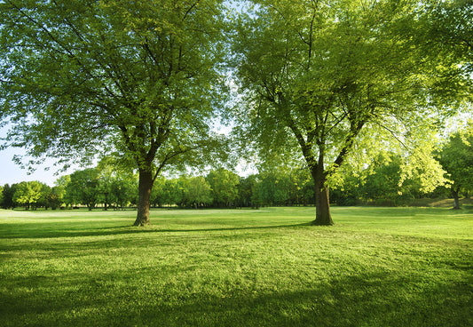 Spring Green Tree Clear Air Photography Backdrops