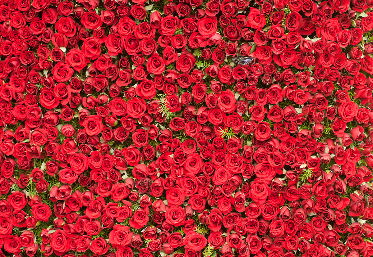 Red Rose Valentine's Day Photo Booth Backdrop for Studio