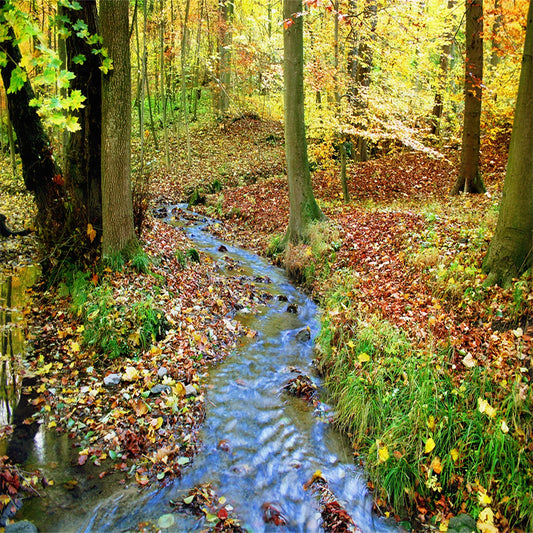 Autumn Forest Stream Photography Backdrop