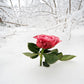 Red Rose Snow Photography Backdrop For Winter
