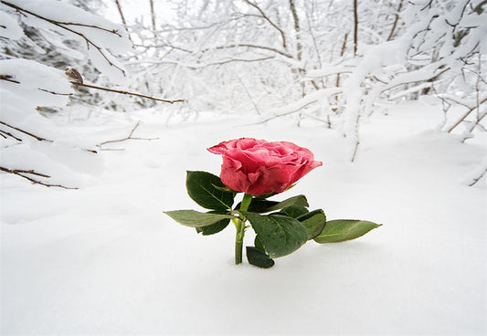 Red Rose Snow Photography Backdrop For Winter
