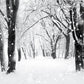 Winter Snow Photography Backdrop Snowflake Tree Background