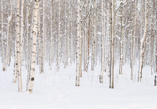 Snow Cover Forest Photography Backdrop Winter Background
