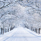 White Winter Snow Road Photography Backdrop