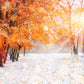 Red Maple Snow Sunlight Photography Backdrop Winter Background
