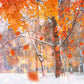 Red Maple Winter Snow Photography Backdrop for Photos