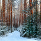 Winter Forest Photography Backdrop Snow Background