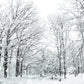 White Snowflake Forest Branches Winter Photography Backdrop
