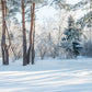 Snow Photo Winter Forest Photography Backdrop