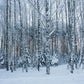 Snow Cover Forest Winter Photography Backdrop for Studio