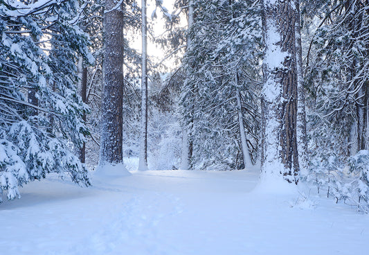 Winter Wonderland Snow Cover Forest Photography Backdrop