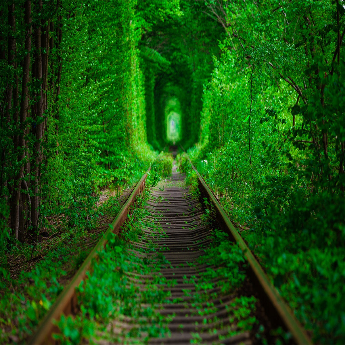 Train Track Spring Green Forest Scenery Backdrop