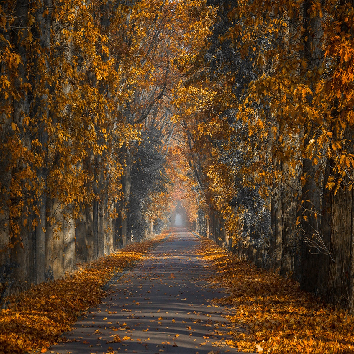 Autumn Leaves Street Photo Backdrops