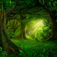 Spring Forest Magic Green Forest Photography Backdrops