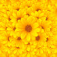 Yellow Flowers Baby Show Backdrop for Photography Wedding Background