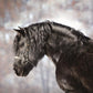 Autumn Animal Horse Photography Backdrops