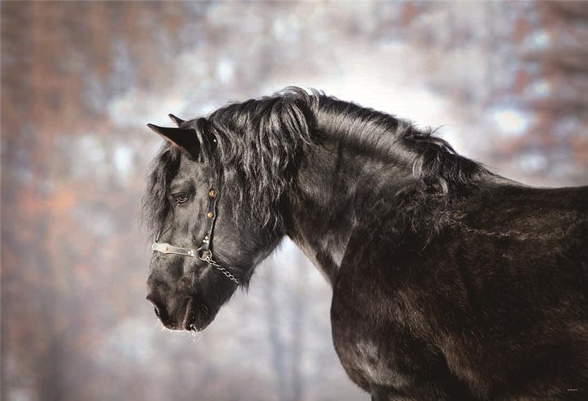 Autumn Animal Horse Photography Backdrops
