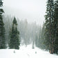 Snow Winter Pine Forest Photo Studio Backdrops