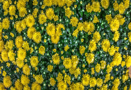 Green Leaves Yellow Flowers Nature Backdrops