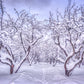 Branches Snow Winter Photography Backdrops for Chris
