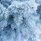 Winter Snow Wonderland Backdrop Background for Photography SBH0009
