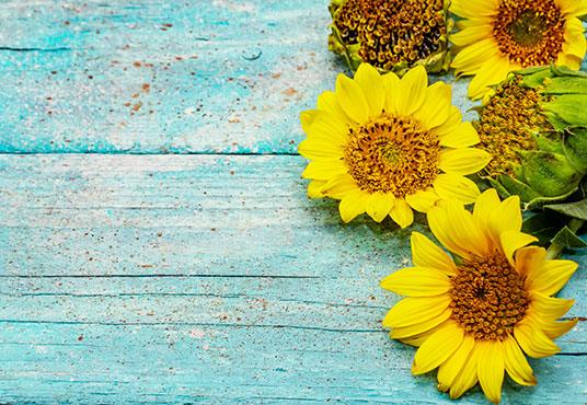 Fresh Sunflowers on Trendy Turquoise Wooden Boards Background for Photography SBH0123