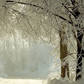 Winter Rural Road Frozen Trees Photography Backdrop SBH0352
