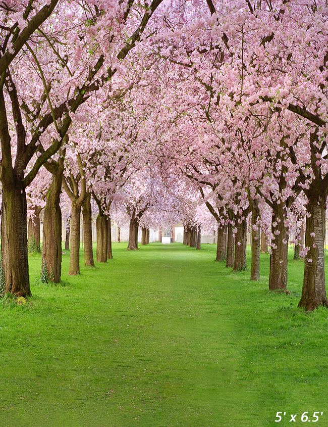 Blossoming Cherry Trees Backdrop for Spring Photography SBH0358
