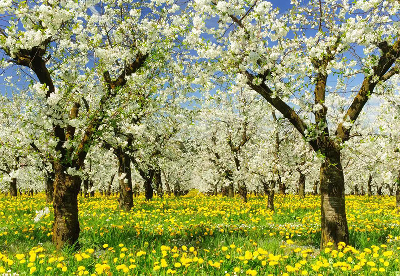Blooming Apple Trees Flowers Spring Photography Backdrop SBH0362