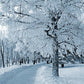 Winter Snow Tree Photo Studio Backdrop