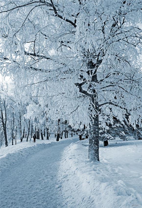 Winter Snow Tree Photo Studio Backdrop
