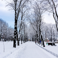 White Winter Snowfield Trees Backdrop For Studio