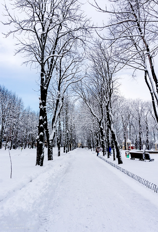 White Winter Snowfield Trees Backdrop For Studio