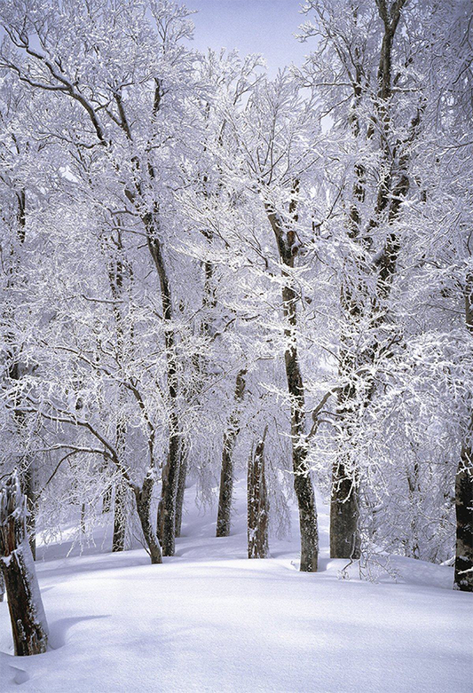 White Snow Winter Forest Photo Backdrop For Studio