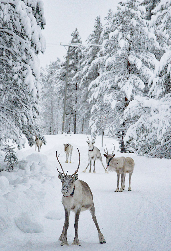 White Snow Winter Elk Forest Photo Booth Backdrop