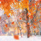 Winter Maple Leaves Snow Backdrop for Picture