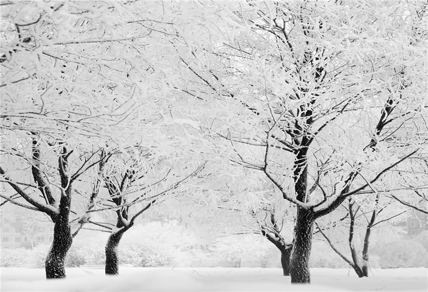 White Snow Tree Winter Photo Backdrop
